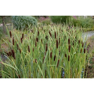 Zwergrohrkolben (Typha Minima) im 9x9 cm Topf, grüne Blätter und braune Kolben im Gartenteich.