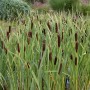 Zwergrohrkolben (Typha Minima) im 9x9 cm Topf, grüne Blätter und braune Kolben im Gartenteich.