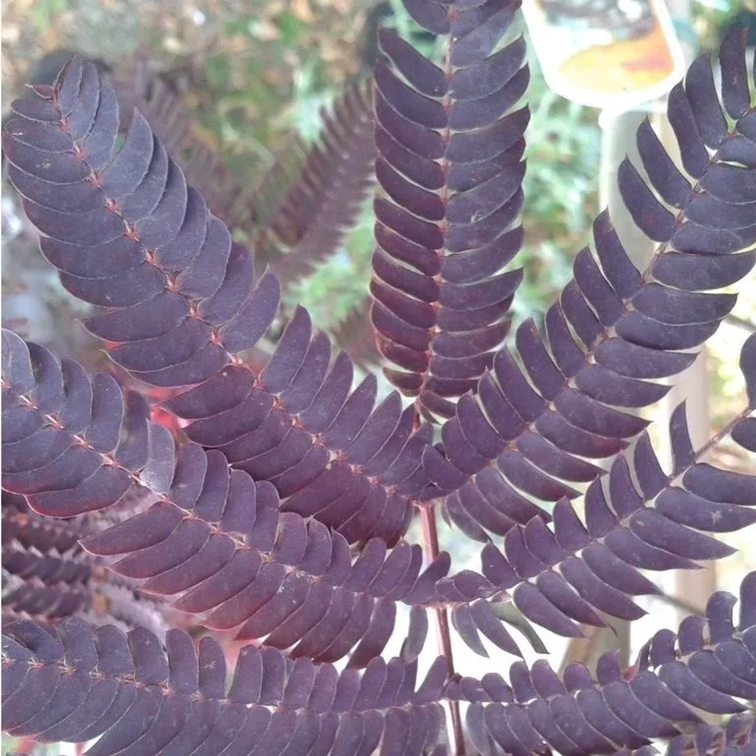 Seidenbaum 'Summer Chocolate' Albizia julibrissin 30 bis 40 cm im Container Dunkles Laub