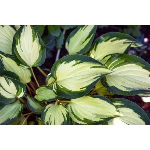 Hosta 'Fire and Ice' (Funkie) im Topf, mit auffällig weiß-grünen Blättern. Schattenstaude für Beet und Kübel.