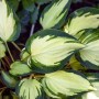 Hosta 'Fire and Ice' (Funkie) im Topf, mit auffällig weiß-grünen Blättern. Schattenstaude für Beet und Kübel.