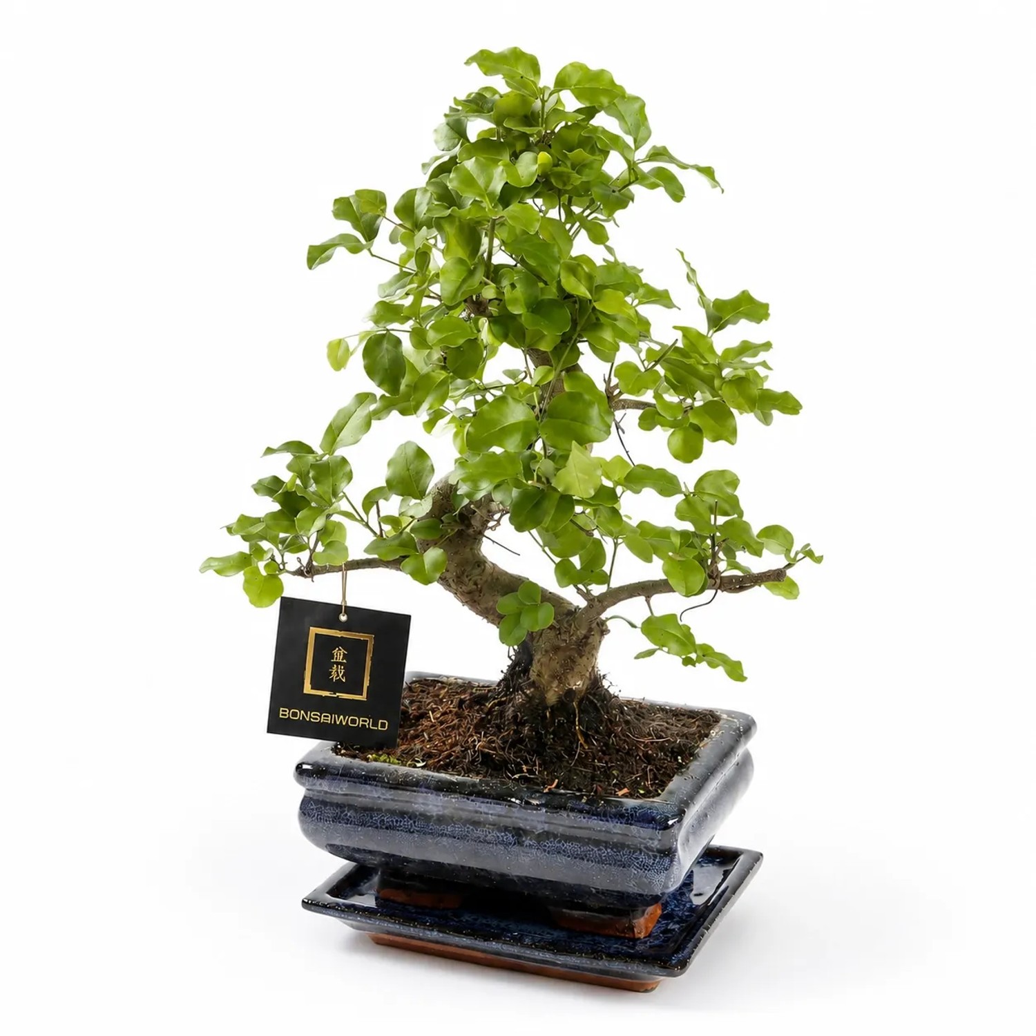 Vdvelde Bonsai Baum S Form Ca. 8 Jahre   Carmona Oder Zelkova   Mit Keramiktopf