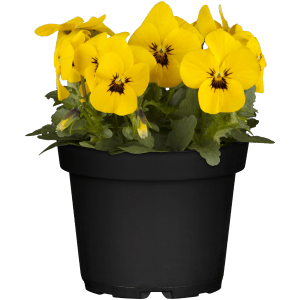 Hornveilchen Gelb im Topf, ca. 9 cm. Frühlingsblüher für Balkon und Garten.