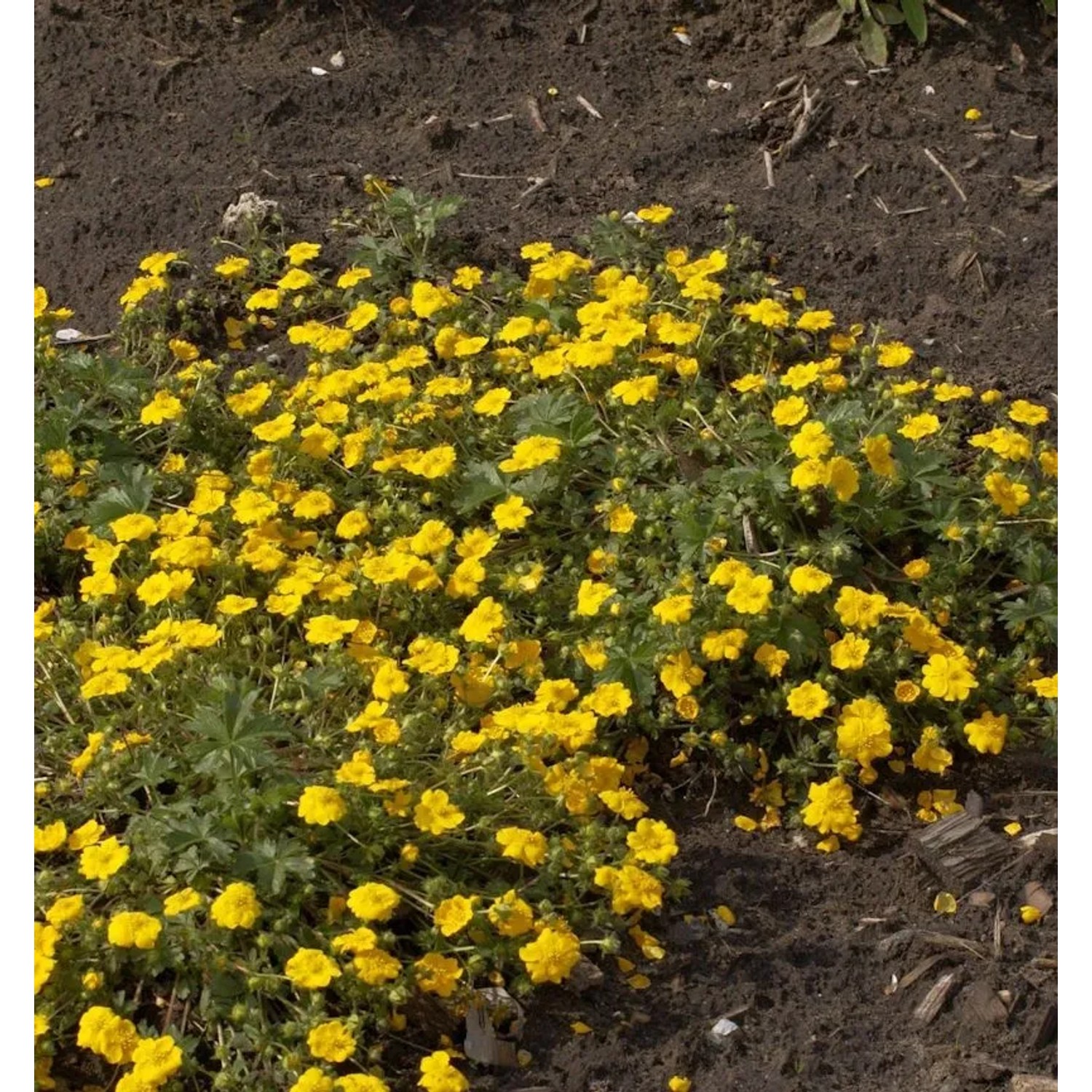 Fingerkraut Goldklumpen - Potentilla aurea