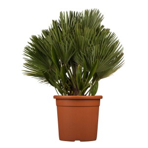 Chamaerops Palme im Topf, ca. 80-100 cm hoch. Mediterranes Flair für Innenräume.