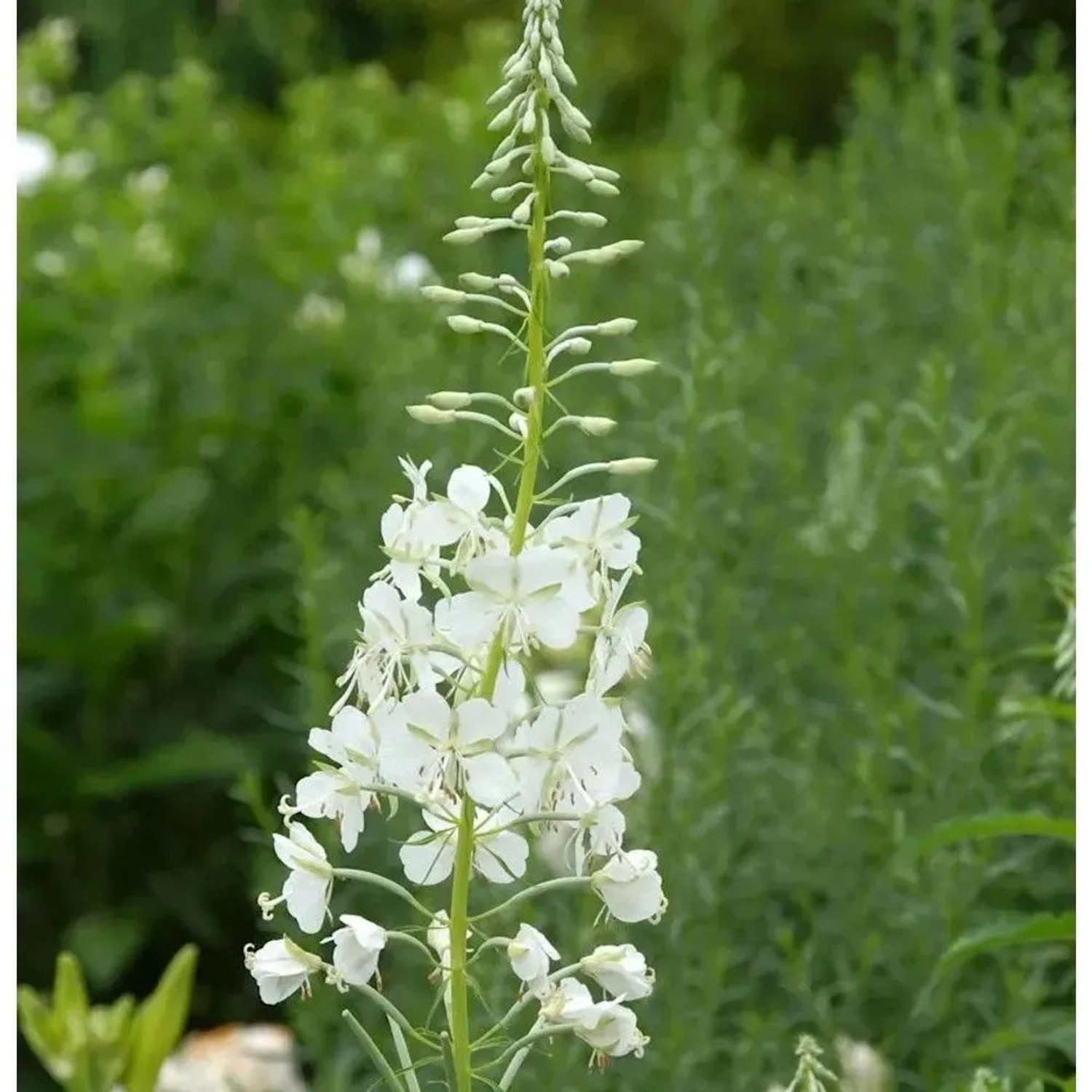 Weidenröschen weiß - Epilobium angustifolium