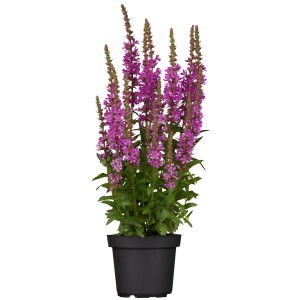 Blut-Weiderich Robin im Topf, rosa Blüten. Lythrum Staude für sonnige Standorte.