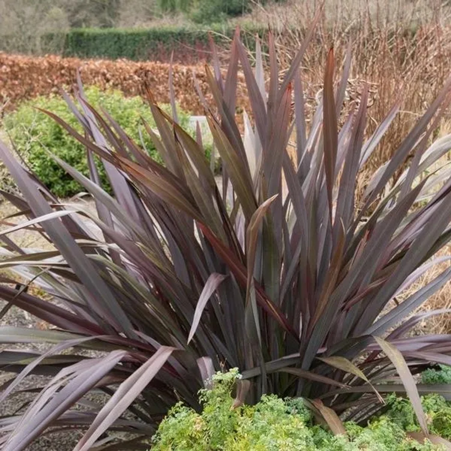 Neuseelandflachs 'Purpureum' Phormium tenax 60 bis 80 cm im Container Purpurfarbenes Laub