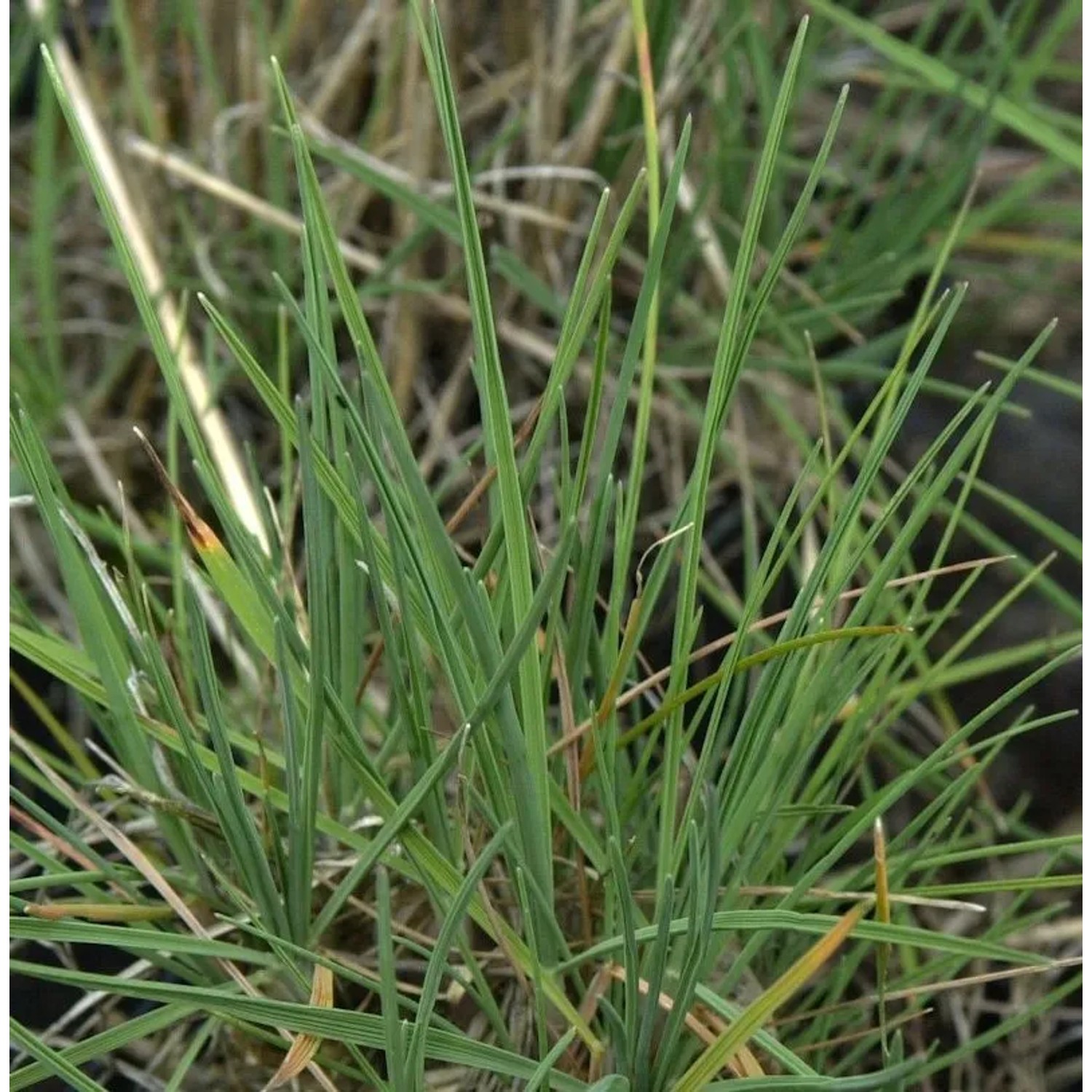 Schillergras - Koeleria glauca