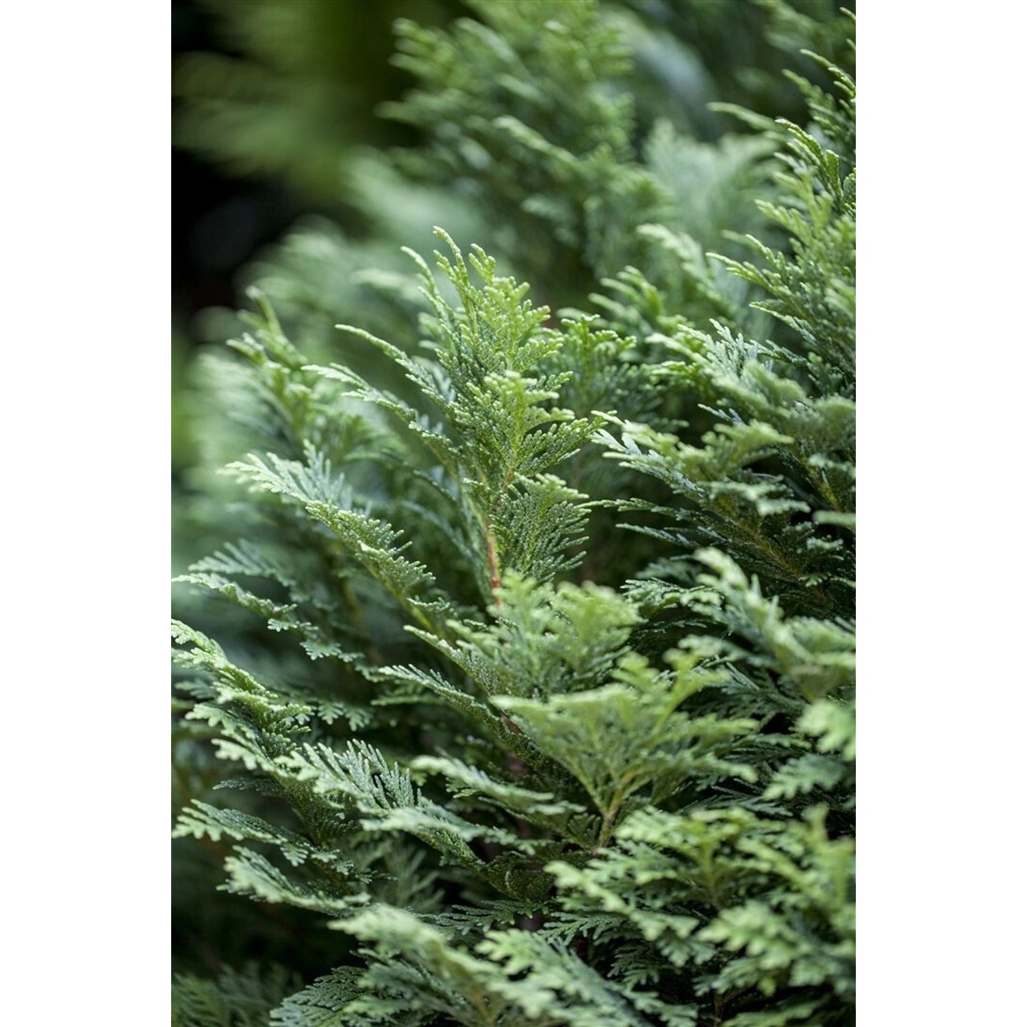 Chamaecyparis Lawsoniana Minima Glauca Zwergzypresse Blaugrün 15–20 cm günstig online kaufen