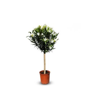 Sunny-Tree Oleander auf Stamm Farbe Weiß Nerium Oleander Höhe 110-120 cm Pflanze für Draußen Immergrün im Winter Mediterrane Pflanze