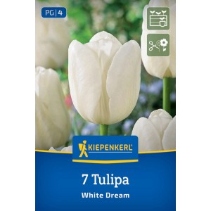 Kiepenkerl Blumenzwiebeln: 7 weiße Triumph-Tulpen 'White Dream' auf Packung, ideal als Schnittblume.