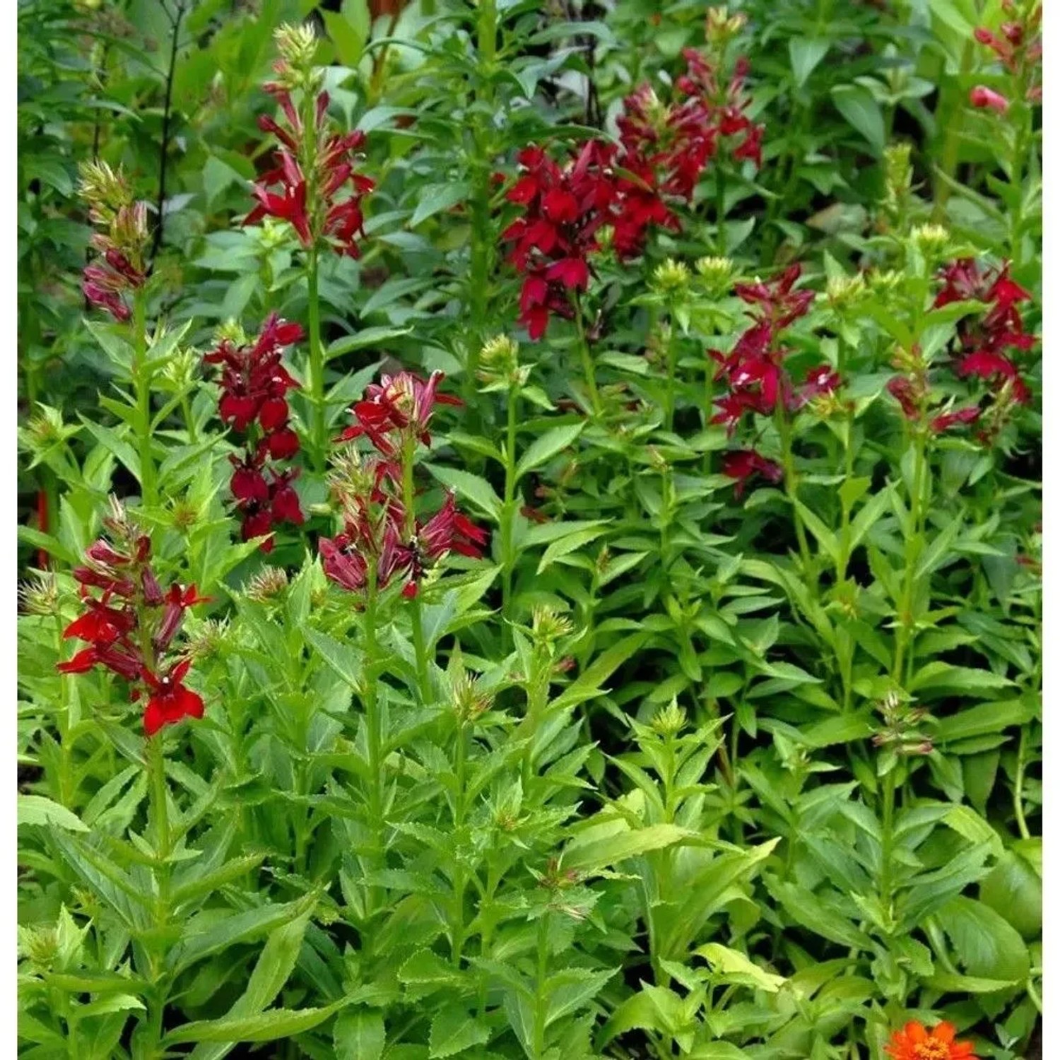 Prachtlobelie Burgundy - Lobelia speciosa