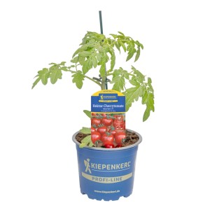 Kiepenkerl Tomate Nimo® im Topf, rote Cherrytomaten, ertragreich.