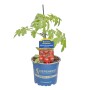 Kiepenkerl Tomate Nimo® im Topf, rote Cherrytomaten, ertragreich.