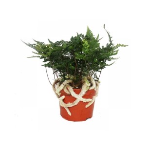 Exotenherz Tarantelfarn (Vogelspinnenfarn) im 17cm Topf. Grünpflanze mit haarigen Trieben.