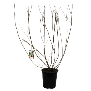 GROW by OBI Weigelie Snowflake im Topf, ca. 40 cm hoch. Zierstrauch ohne Blätter.