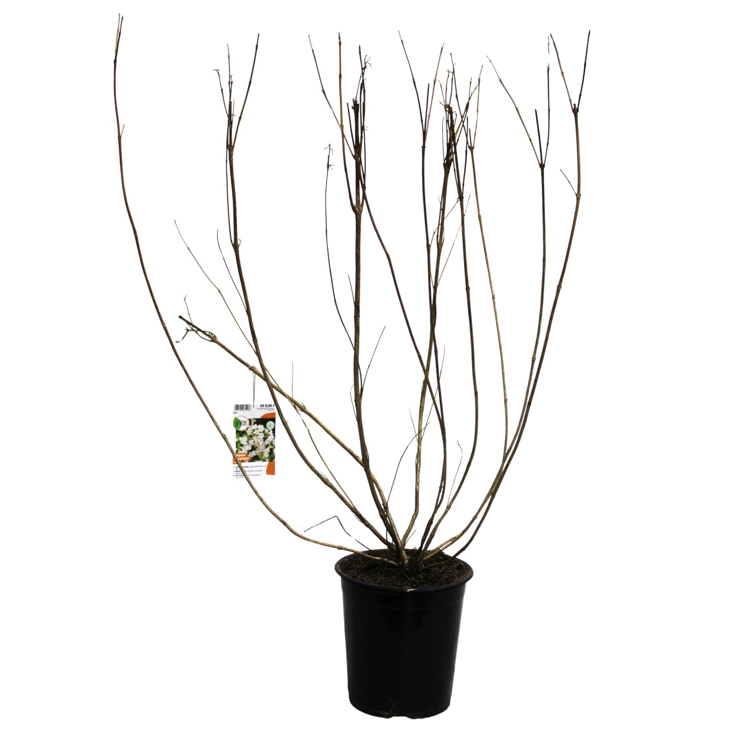 GROW by OBI Weigelie Snowflake Weiß Höhe ca. 40 cm Weigelia Hybride