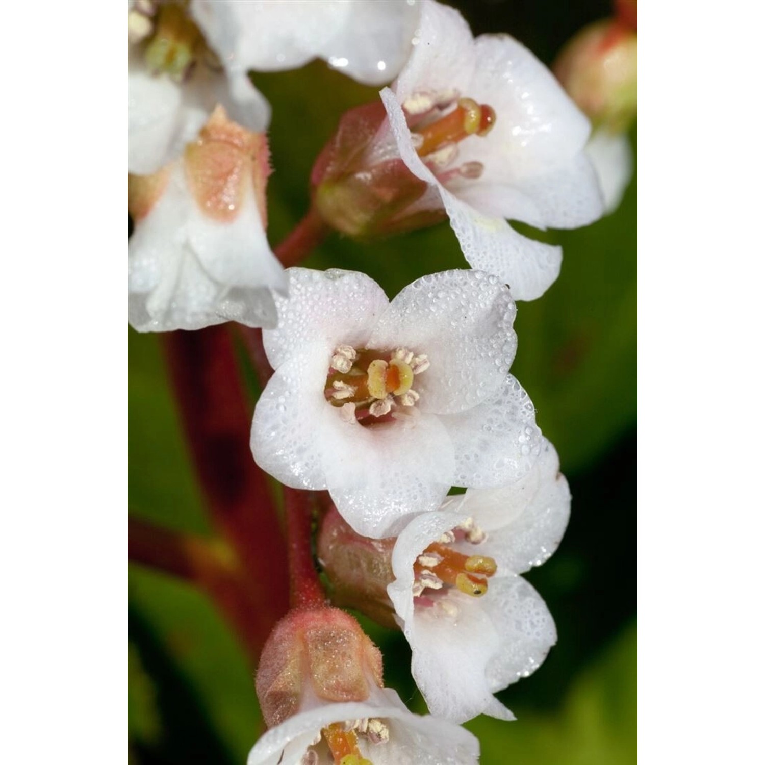 Bergenia Stracheyi Brahms Riesensteinbrech Ca. 11x11 cm Topf günstig online kaufen