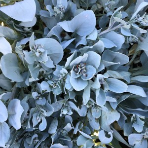 Nahaufnahme der Blu Bio-Austernpflanze (Mertensia maritima) mit bläulichen Blättern.