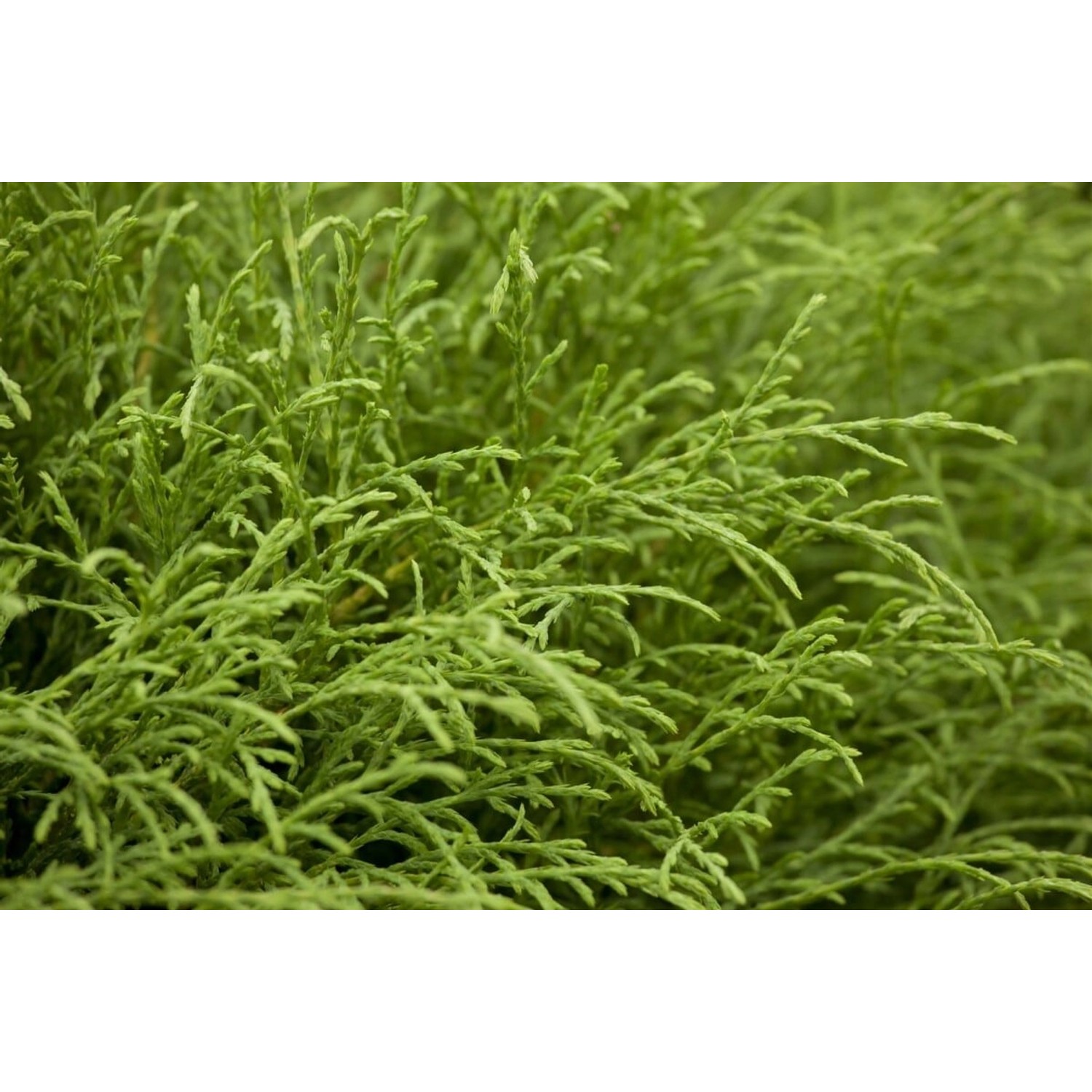 Thuja occidentalis 'Mr.Bowling Ball' 20-30 cm günstig online kaufen