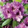 Nahaufnahme: Violette OBI Rhododendron-Hybride Rasputin mit grünen Blättern.