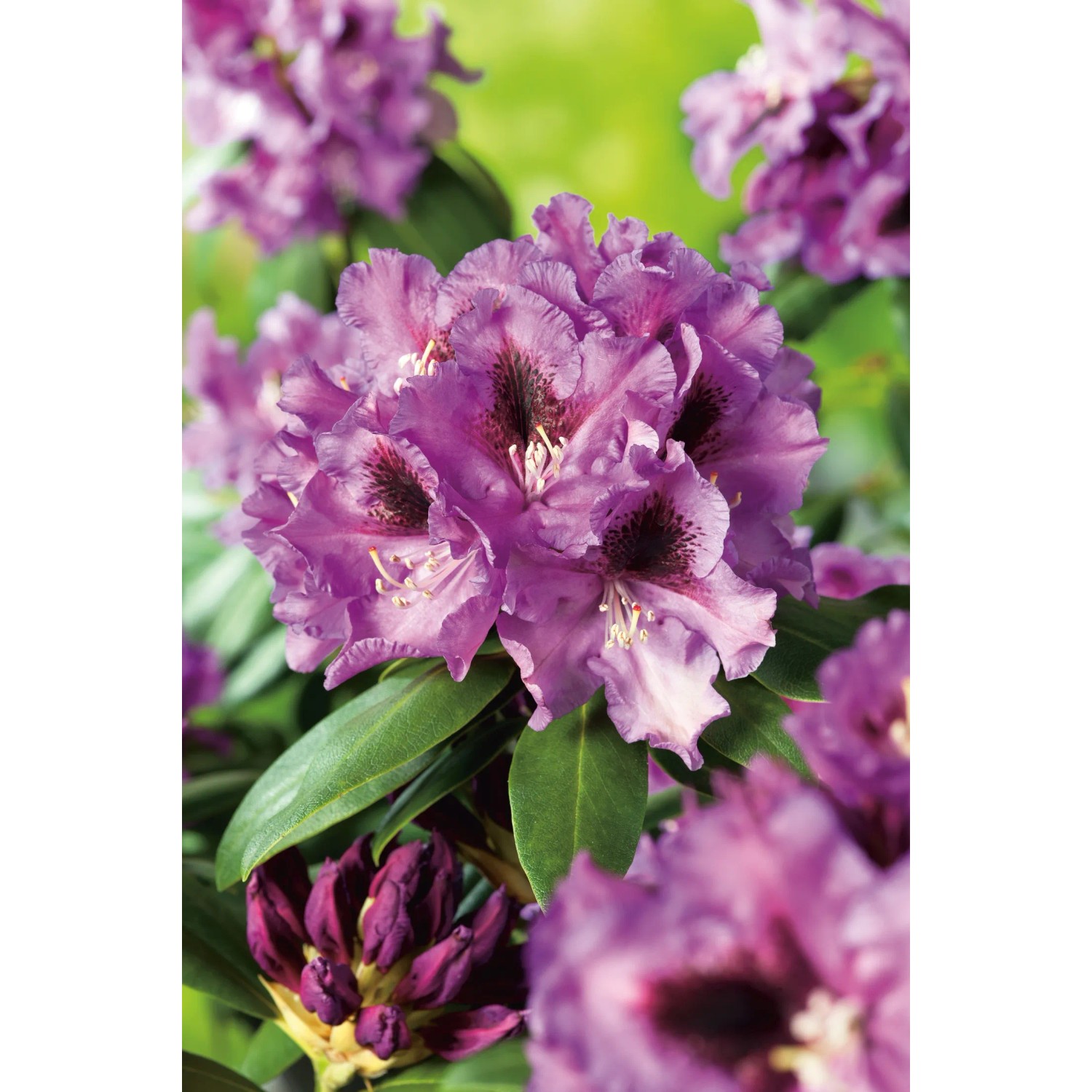 GROW by OBI Rhododendron-Hybride "Rasputin" Violett 20-30 cm 5 l kaufen bei  OBI