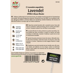 Samenpackung Sperli Lavendel 'Blaues Wunder'. Lila Blüten auf silbrig-grünem Laub. Duftend und bienenfreundlich.