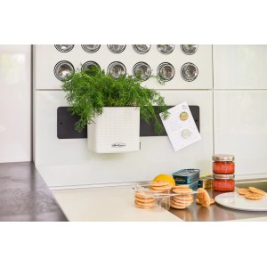 Lechuza Green Wall Home Kit Color Weiß mit Kräutern, an Küchenwand befestigt.