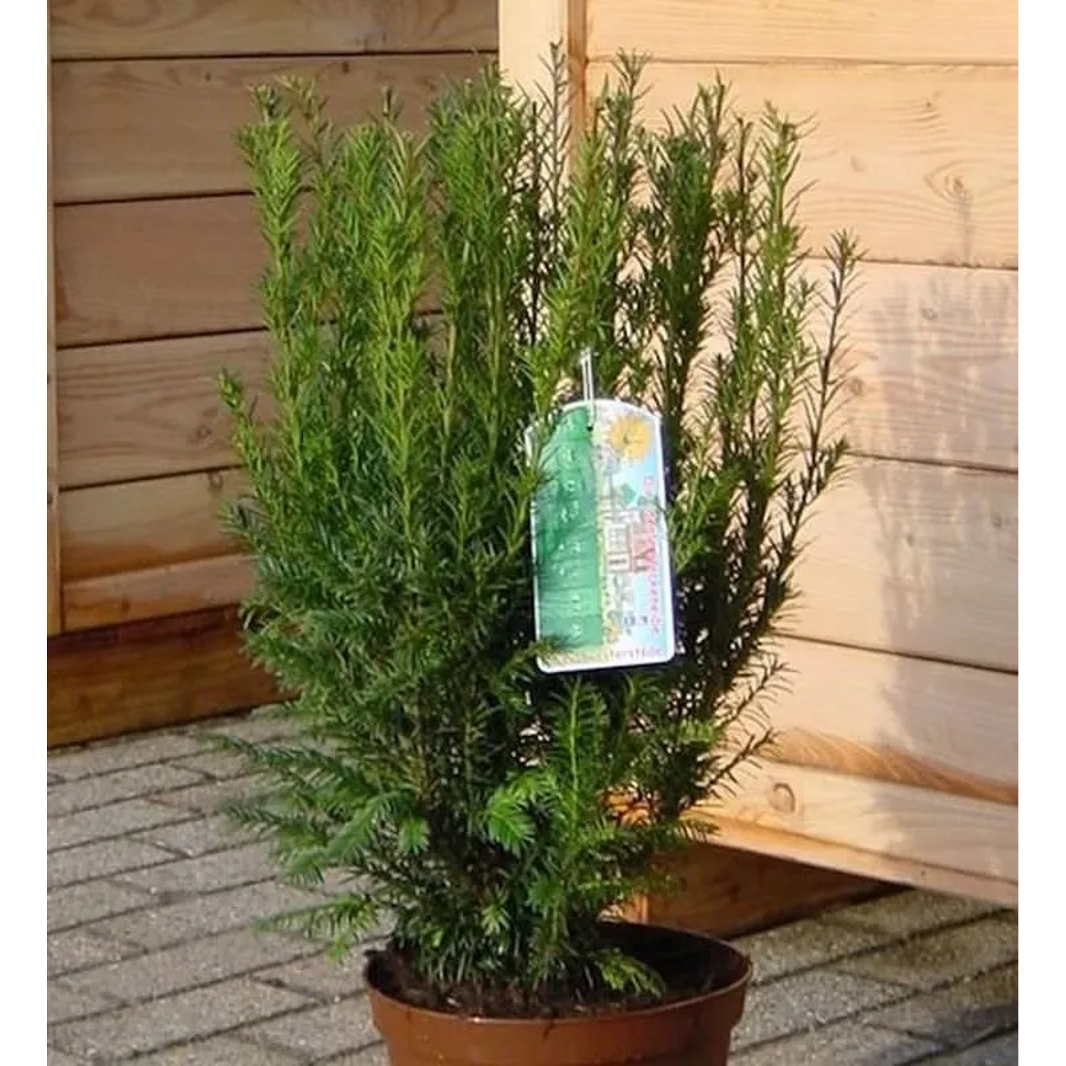 Heckeneibe Westerstede 25-30cm - Taxus baccata