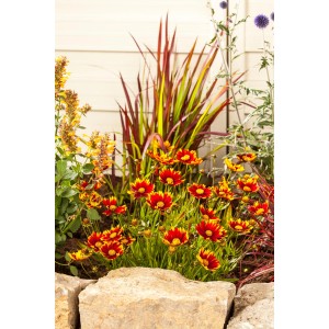 Gelbrote Kokardenblume (Gaillardia aristata) im Beet, Topf-Ø ca. 13 cm.