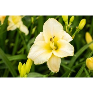 Nahaufnahme einer weißen Taglilie (Hemerocallis Arctic Snow) im Topf, umgeben von grünen Blättern.