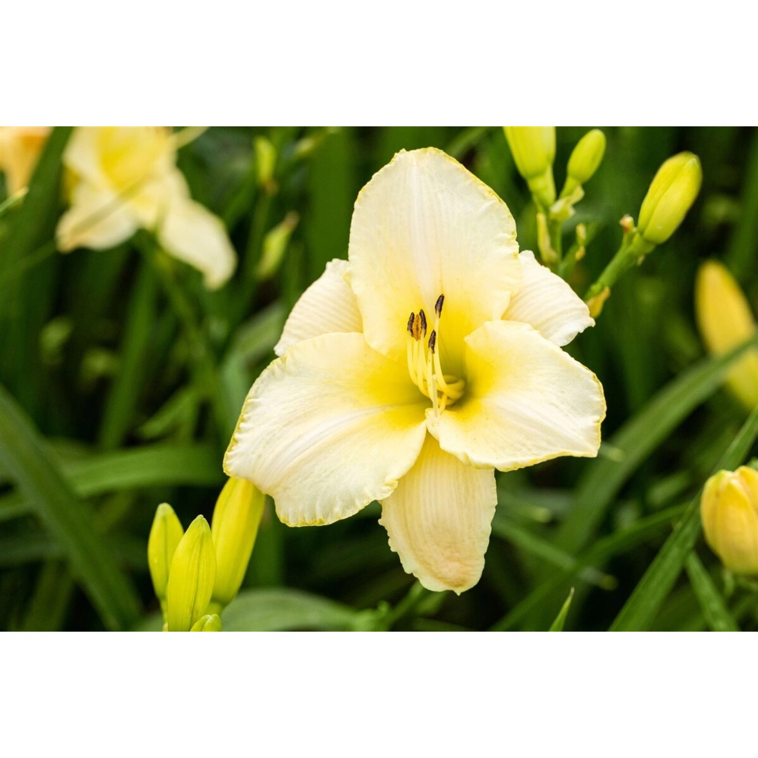 Hemerocallis X Cult Arctic Snow Taglilie Ca. 11x11 cm Topf günstig online kaufen