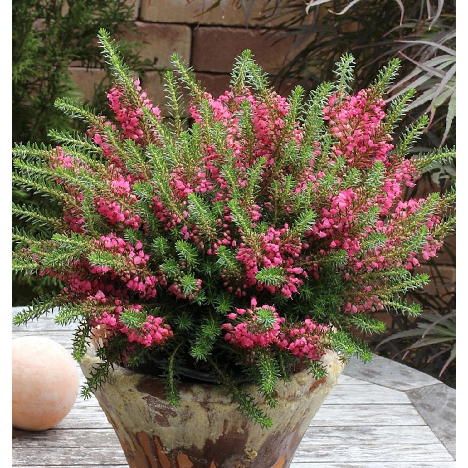 10x Cornwallheide Red Delight - Erica vagans günstig online kaufen