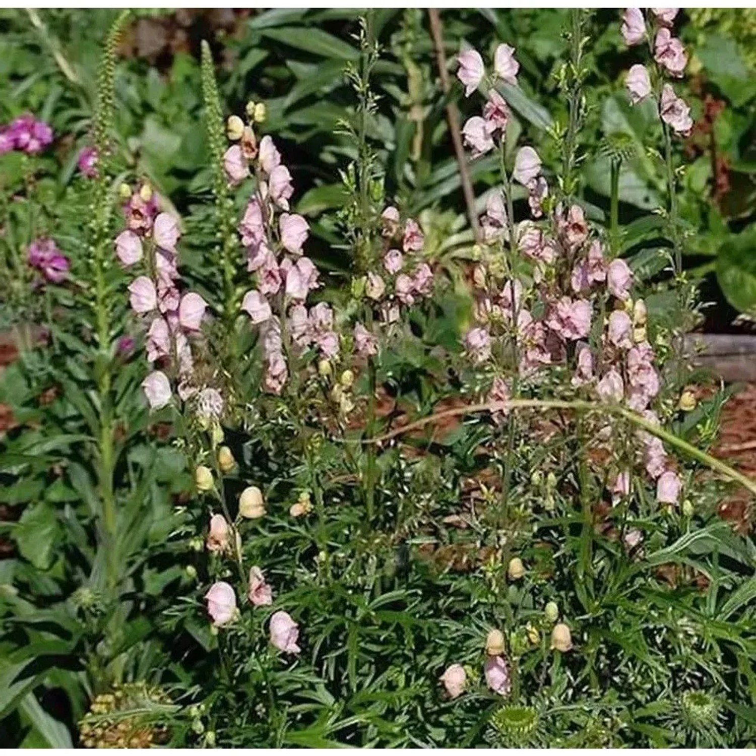 Eisenhut Rubellum - Aconitum napellus