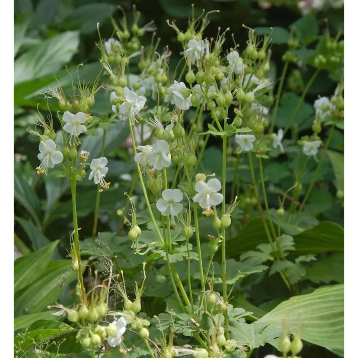 Balkanstorchschnabel White-Ness - Geranium macrorrhizum