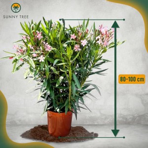Rosa Oleander im Topf, ca. 80-100 cm hoch. Mediterrane Kübelpflanze mit grünen Blättern und zarten Blüten.