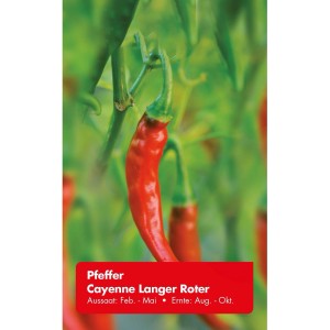 Roter, langer Cayenne Pfeffer an der Pflanze, Kräutersamen für sonnige Standorte.
