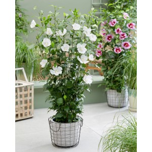 Hibiskus Flower Tower White im Topf, ca. 30-50 cm hoch, mit strahlend weißen Blüten.