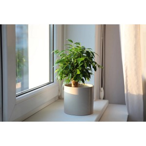 GROW by OBI Birkenfeige "Natasja" Höhe ca. 30 cm Topf-Ø ca. 12cm Ficus benjamina