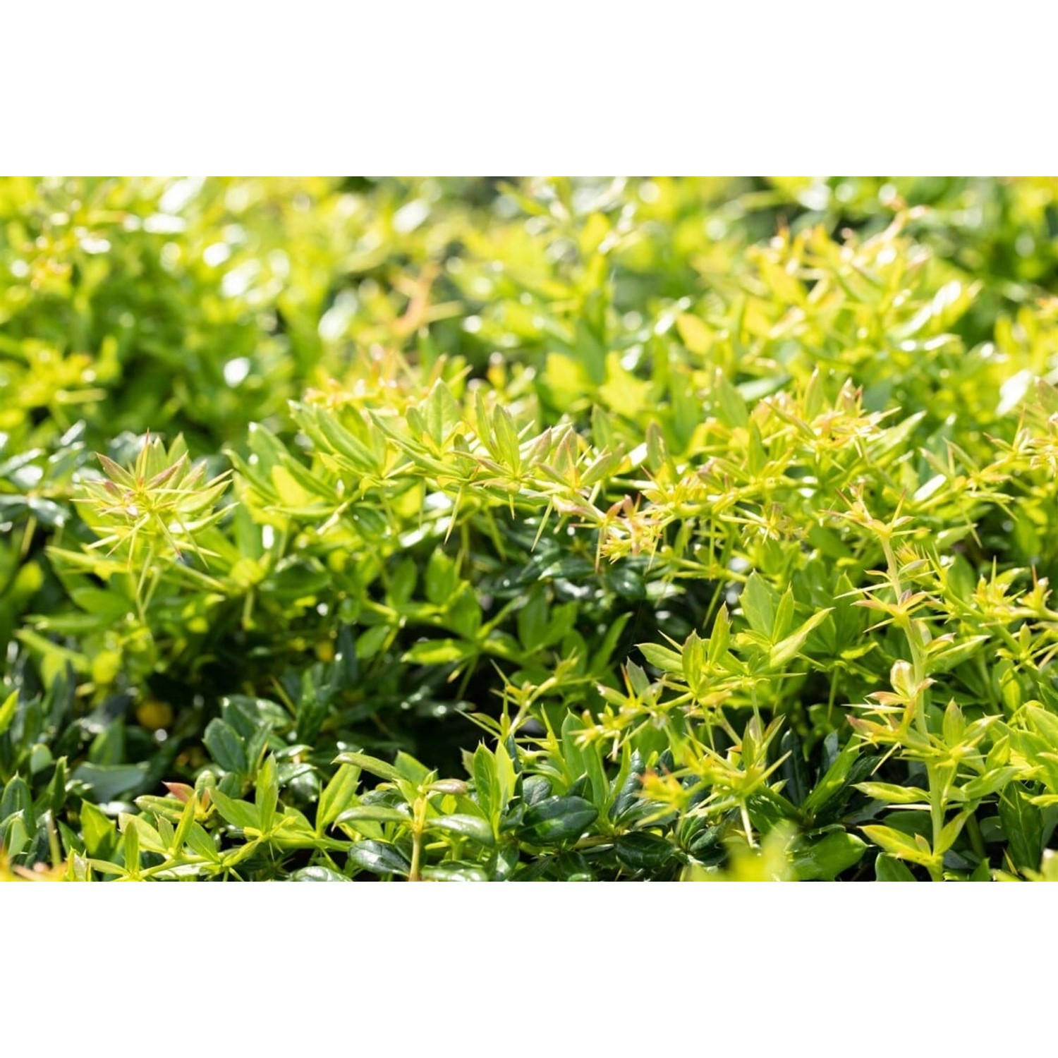 Berberis Frikartii Verrucandi Berberitze 60–80 cm günstig online kaufen