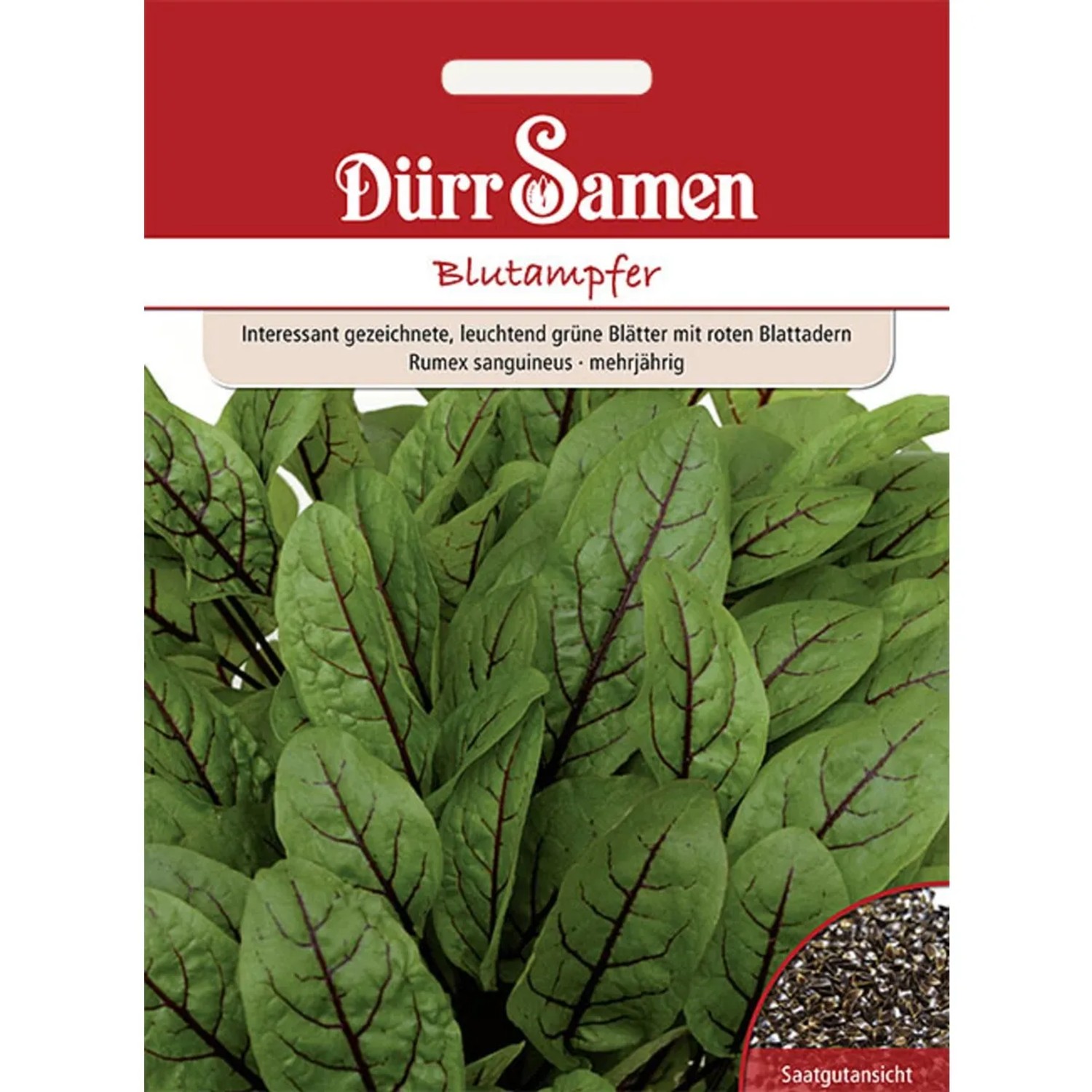 Dürr Samen Blutampfer Saatgut