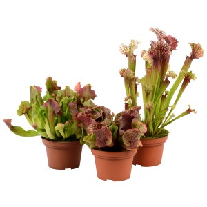 Schlauchpflanze Mix (Sarracenia) im Topf, verschiedene Farben und Formen.