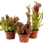 Schlauchpflanze Mix (Sarracenia) im Topf, verschiedene Farben und Formen.
