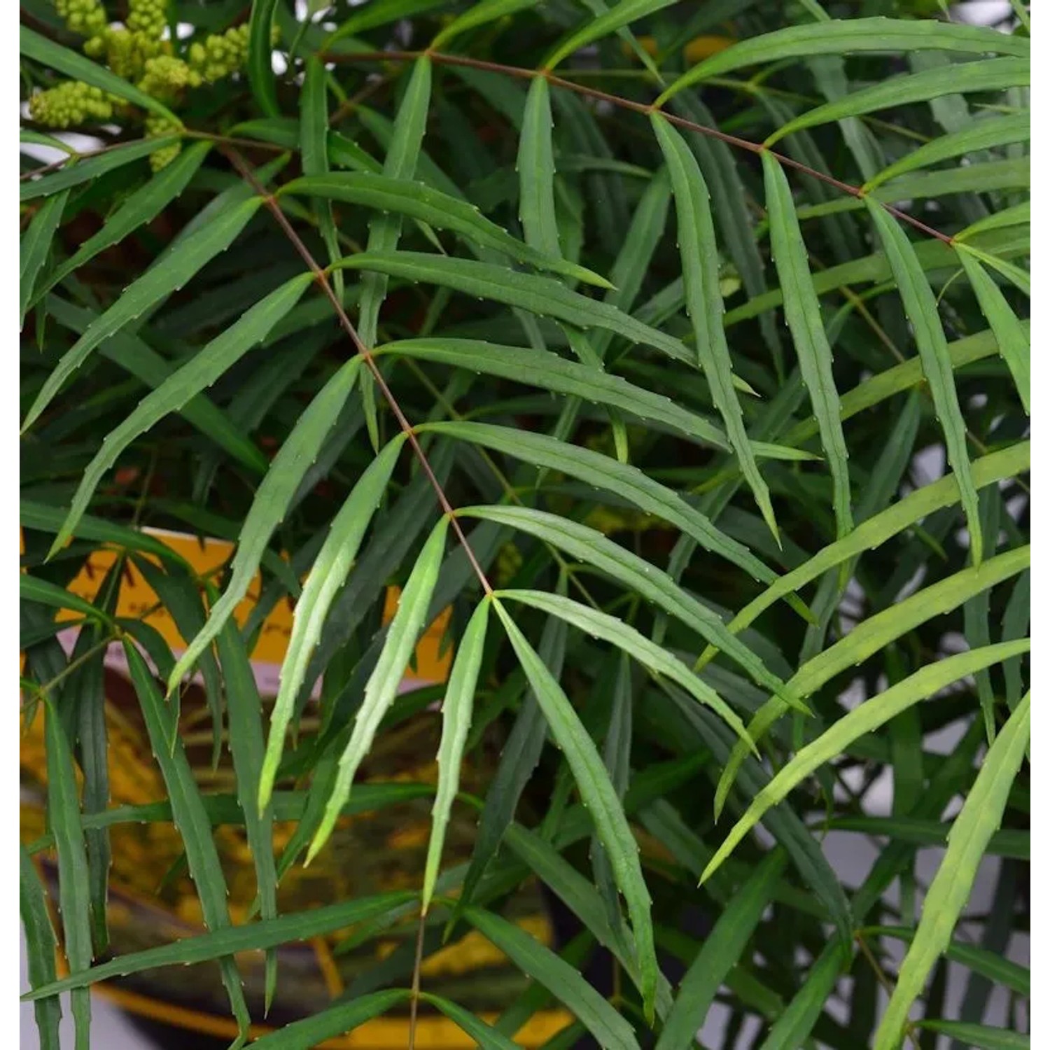 Chinesische Mahonie Soft Caress 25-30cm - Mahonia eurybracteata