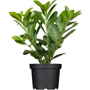 Kirschlorbeer Novita im Topf, ca. 50-60 cm hoch, immergrüne Heckenpflanze.