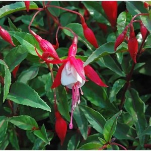 Fuchsie 'Madame Cornelissen': Staude mit roten und weißen Blüten im Detail.