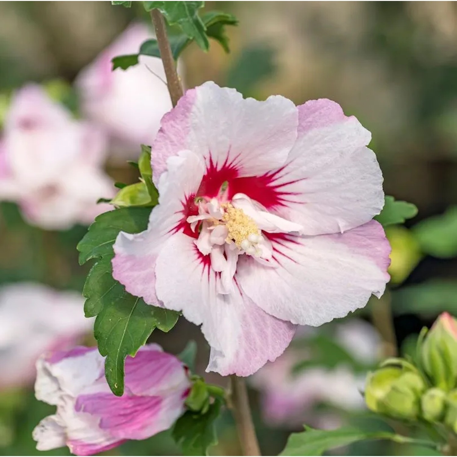 Hibiscus Eibisch Fiji 40-60cm - Hibiscus syriacus