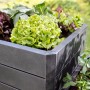 Garantia Hochbeet Ergo Quadro M 75 Stone mit Salat und Gemüse bepflanzt.