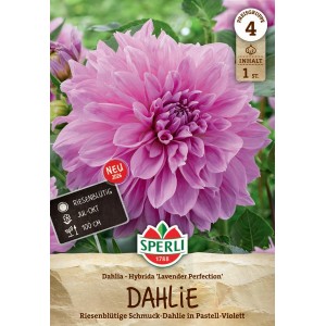 Sperli Dahlie Lavender Perfection Blumenzwiebel mit rosa Blüte.